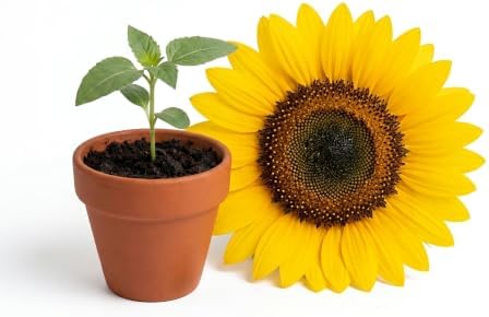Buzzy Seeds Sunflower Grow Kit, 20-Pack Bulk Terracotta Pots, Indoor - Image 2