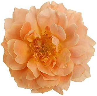 Proven Winners - ROSA `AT Last` (Rose) Rose, Orange Flowers, #2 - Size Container - Image 4