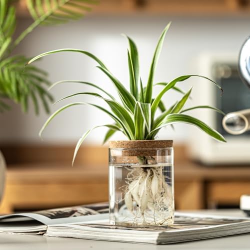 Glass Plant Propagation Stations for Plants – Set of 8(4 Large & 4 Small) Hydroponic Vases for Plant Cuttings,Flower Arrangements, Home & Office Decor–Desktop Vases for Living Room, Bedroom (8) - Image 4