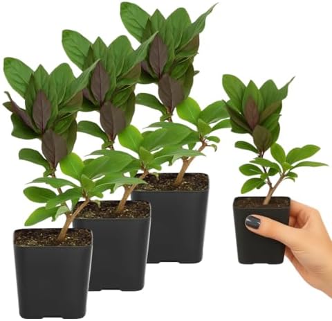 Purple Honeysuckle Plant Live, Fragrant Lonicera Japonica, 2in Pot, 3-Pack - Image 3