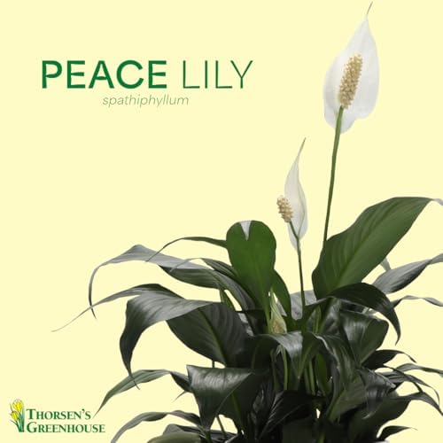 Live Peace Lily Plant, Spathiphyllum, Low Light, Easy to Grow, 4" Pot - Image 3