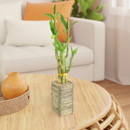 Arcadia Garden Products LV24 5-Stem Lucky Bamboo, Live Indoor Plant in Aged Wood Planter for Home, Work, or Gift, Medium ***Cannot Ship to Hawaii*** - Image 6