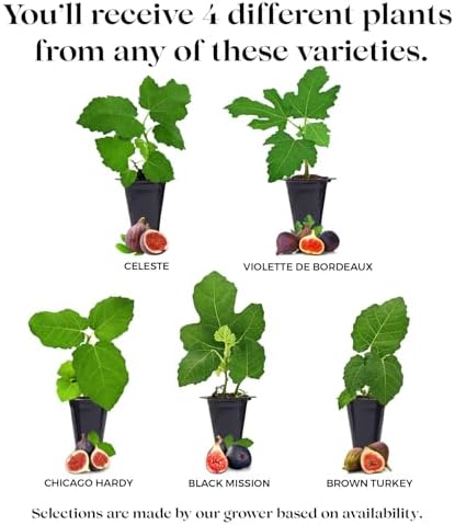 Fig Tree Collection (4 Pack) Edible Fruit Plant from Our Optimal Picks | Easy to Grow Plants for Sustainable Living | Grow Your own Food on Your Edible Organic Garden | Live for Planting | No Seeds - Image 2