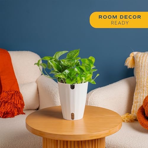 Costa Farms Global Green Golden Pothos, Live Indoor Plant, Trailing Vine - Image 2