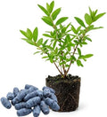 Haskap Live Plant, Haskap Honeyberry Bush, 4-8 Inch Tall by Unknown