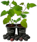 Ouachita BlackBerry Plant - 2 Live Starter Plants - Rubus - Edible Fruit Bearing Bush for Patio and Garden by WekivaFoliage