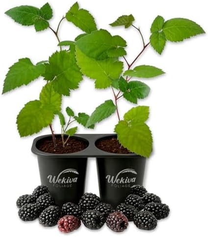 Ouachita BlackBerry Plant - 2 Live Starter Plants - Rubus - Edible Fruit Bearing Bush for Patio and Garden by WekivaFoliage