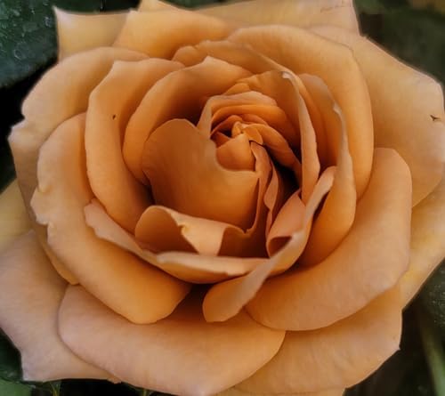 Butterscotch Climbing Roses Live Plants, Rose Bushes Ready to Plant, 2 Quart Pot, Live Plants Outdoor, Plant Gifts, Roses Live Plants, Outdoor Plants Live, Rose Bush, Climbing Roses - Image 3