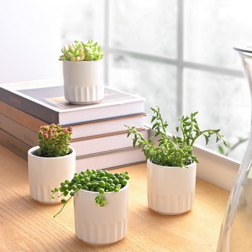 Succulent Plants (4 Pack Trailing Varieties), Live Succulents Fully Rooted - Image 3