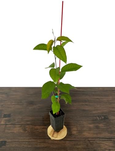 Sweetheart Cherry Tree - 1 Plant - Edible Grafted Fruit Tree - Image 4