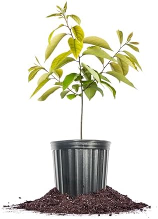 Perfect Plants American Persimmon Tree, 1 Gallon, Live Plant by PerfectPlantsNursery