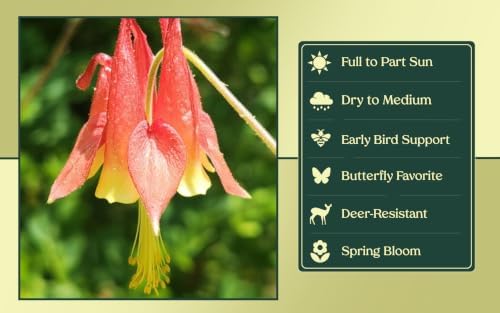 3 Live Wild Columbine Plants (Aquilegia Canadensis) – Native Perennials from My Home Park in 4” Pots – Not Seeds – 4–8” Tall on Arrival - Supports Pollinators & Hummingbirds – Zones 4–8 - Image 4