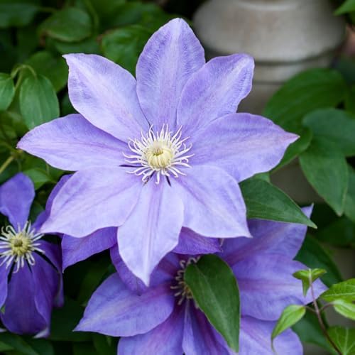 Light Blue Clematis Vine Plant, Clematis Vine Plants Live in 2.5 Inch Pot - Image 3