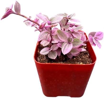 Live Succulent Callisia Repens 'Pink Lady', Potted Trailing Houseplant - Image 2
