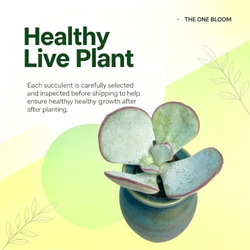 3PCS Cotyledon 'Orbiculata Hakubi' Live Succulent Plant 1.5 Inch, Rare Cotyledon Bare Root No Pot, Easy Care Indoor Outdoor Houseplant for Home Garden Decor, Gift for Plant Lovers - Image 4