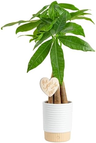 Costa Farms Money Tree, Live Indoor Plant, for Gifting, 16 in. Tall by Unknown