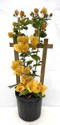 Yellow 16" Bougainvillea by Unknown