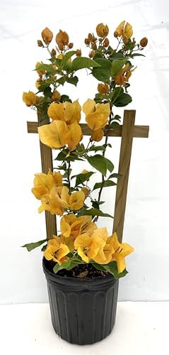 Yellow 16" Bougainvillea by Unknown