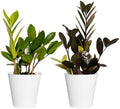 ZZ Plant 2-Pack Raven Black ZZ & Classic Green ZZ Live Indoor Plants United Nursery in 4-Inch Decorative Pots Rare Dark Foliage Houseplants for Home and Office Decor by UnitedNursery