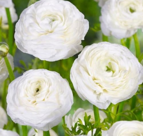 Mixed Peony Ranunculus Bulbs- Persian Buttercup -10 Corms Bulbs Flowering Blooms Perennial Bulbous Root Garden Plant (White) - Image 3