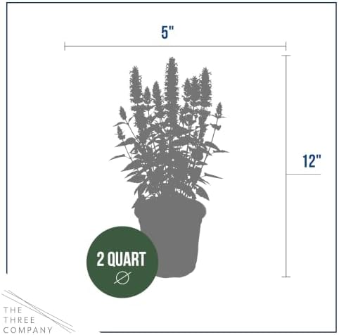 Hummingbird Mint (Agastache) - Blue Blooms (Blue Fortune), Live Pollinator-Friendly Flowering Perennial, 12" Tall by 5" Wide in 2 Qt Pot - Image 4
