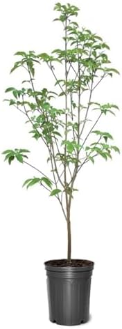 Pink Dogwood, Pink Flowering, 1 gal, Nursery Pot by Unknown