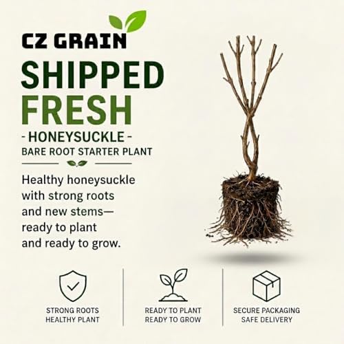 Goldflame Honeysuckle Live Bare Root Plants | Fast Growing Fragrant Flowering Vine Saplings | Pollinator-Friendly Climbing Plants | Dormant Nursery Stock | Ready to Plant (3 Plants) - Image 5