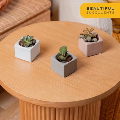 Costa Farms Mini Succulents, Live Indoor Plant, Easy Care, Home Decor - Image 2