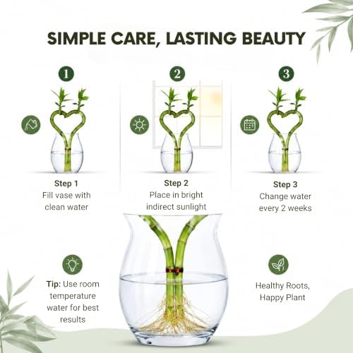 Lucky Bamboo Live Plant Heart Shaped, Zen Indoor Hydroponic Plant - Image 3