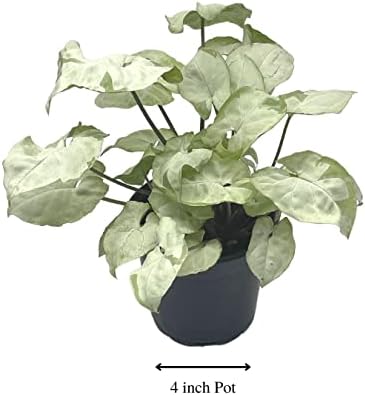 BubbleBlooms Syngonium Moonshine in a 4 inch Pot Variegated Arrow Head Vine Rare - Image 2