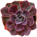4" Live Succulent Plants Echeveria 'Rob Roy', Easy Care Houseplant by FleshyFlora