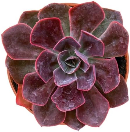 4" Live Succulent Plants Echeveria 'Rob Roy', Easy Care Houseplant by FleshyFlora