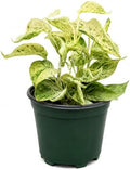 Satin Pothos Live Plant, 4 Inch Scindapsus Jade Satin Marble Queen by NYCitySucculents