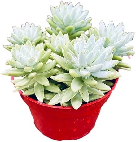 Blue Burrito Sedeveria Live Succulent Plant, Fully Rooted, 4 Inch Pot by FatPlantsSanDiego