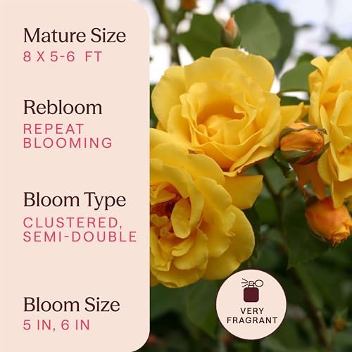 Heirloom Climbing Roses, Live Own Root Plant, Golden Gate™ - Image 6