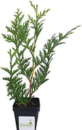 Thuja Green Giant Arborvitae Lot of 20, 3 Inch Pot by Sandys+Nursery+Online%C2%AE