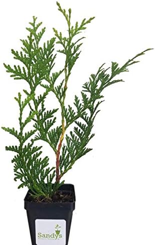 Thuja Green Giant Arborvitae Lot of 20, 3 Inch Pot by Sandys+Nursery+Online%C2%AE