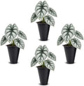Alocasia Silver Dragon (4 Pack) Live Plant,Rare Indoor Alocasia,Silver Foliage Elephant Ear Plant,Tropical Houseplant Live, Starter Size Alocasia Plant,Houseplant for Home Decor and Indoor Growing by FamPlants