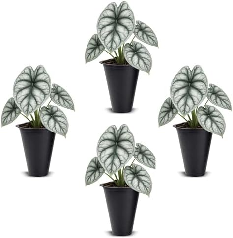 Alocasia Silver Dragon (4 Pack) Live Plant,Rare Indoor Alocasia,Silver Foliage Elephant Ear Plant,Tropical Houseplant Live, Starter Size Alocasia Plant,Houseplant for Home Decor and Indoor Growing by FamPlants