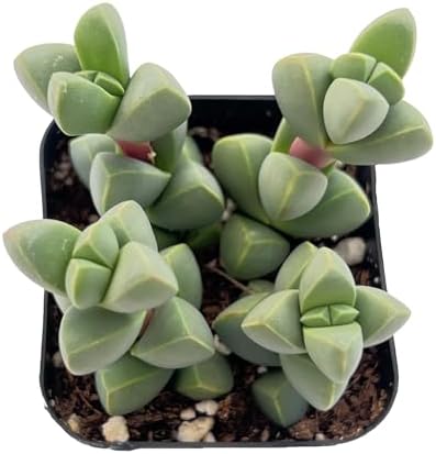Sprout N Green Ice Plant Live Corpuscularia lehmannii Succulent - Image 2