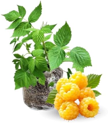 Fall Gold Raspberry Live Plant, Backyard Berry Bush Plant, 5-9 Inch Tall - Image 6