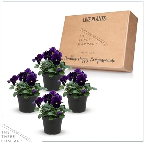 Pansy - Purple (4 Pack), Live Winter Flowering Annual, Beautiful Winter Color, 6" Tall by 4" Wide in 1 Pt Pot - Image 5