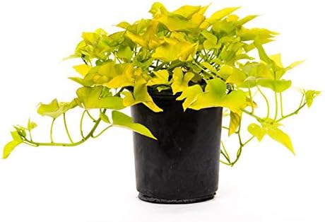 American Plant Exchange Lime Sweet Potato Vine – 6-Inch Pot – Live Trailing Foliage Plant, Fast-Growing Ornamental Vine for Hanging Baskets, Patio Containers & Garden Borders by AmericanPlantExchange