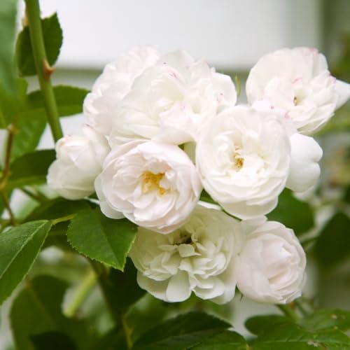 White Climbing Roses Live Plant -Small Size, Heirloom Climbing Rose Bush, Fragrant High-Yielding Perennial Flowering Vine for Trellis & Fence - Image 5