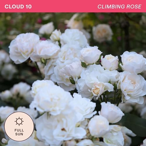 Heirloom Climbing Roses, Live Own Root Plant, Cloud 10™ - Image 4