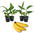 Dwarf Cavendish Banana Tree - 4 Live Starter Plants - Musa - Edible Fruit Bearing Tree for The Patio and Garden by WekivaFoliage