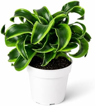 Dracaena Tornado Live Plant, Low Light Tolerant Dracaena Plant Live, Air Purifying Plants Live Houseplants, Beginner Friendly House Plants for All Indoors Spaces by Unknown