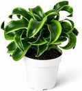 Dracaena Tornado Live Plant, Low Light Tolerant Dracaena Plant Live, Air Purifying Plants Live Houseplants, Beginner Friendly House Plants for All Indoors Spaces by Unknown