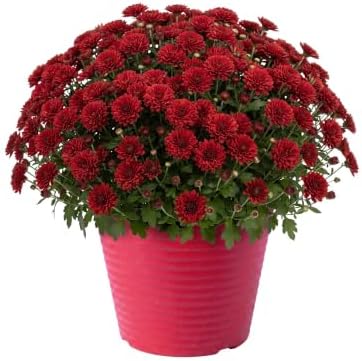 Chrysanthemum (Color Match Deco Pot), Red Blooms, Live Fall Flowering Perennial, 15" Tall by 12" Wide in 3 Qt Pot by TheThreeCompany