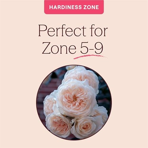 Heirloom Climbing Roses, Live Own Root Plant, Arborose® Honeymoon - Image 5